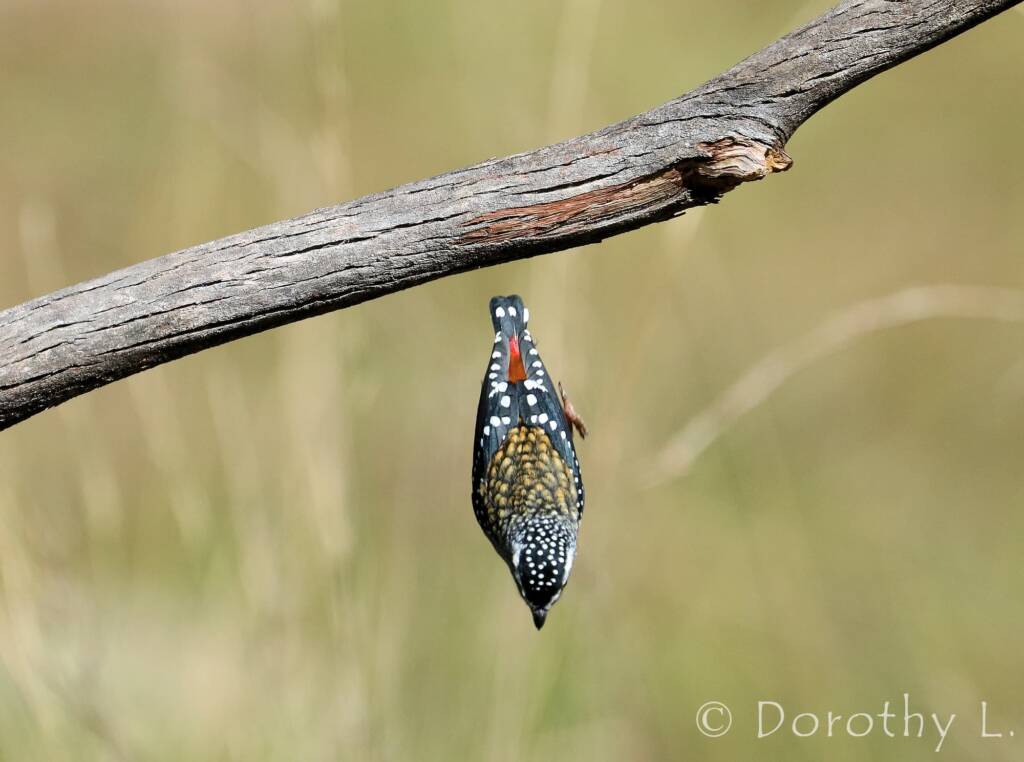 Spotted Pardalote (Pardalotus punctatus)