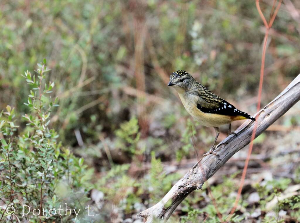 Spotted Pardalote (Pardalotus punctatus)