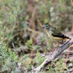 Spotted Pardalote (Pardalotus punctatus)