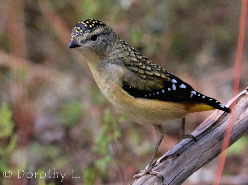 Spotted Pardalote (Pardalotus punctatus)