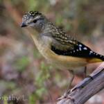 Spotted Pardalote (Pardalotus punctatus)