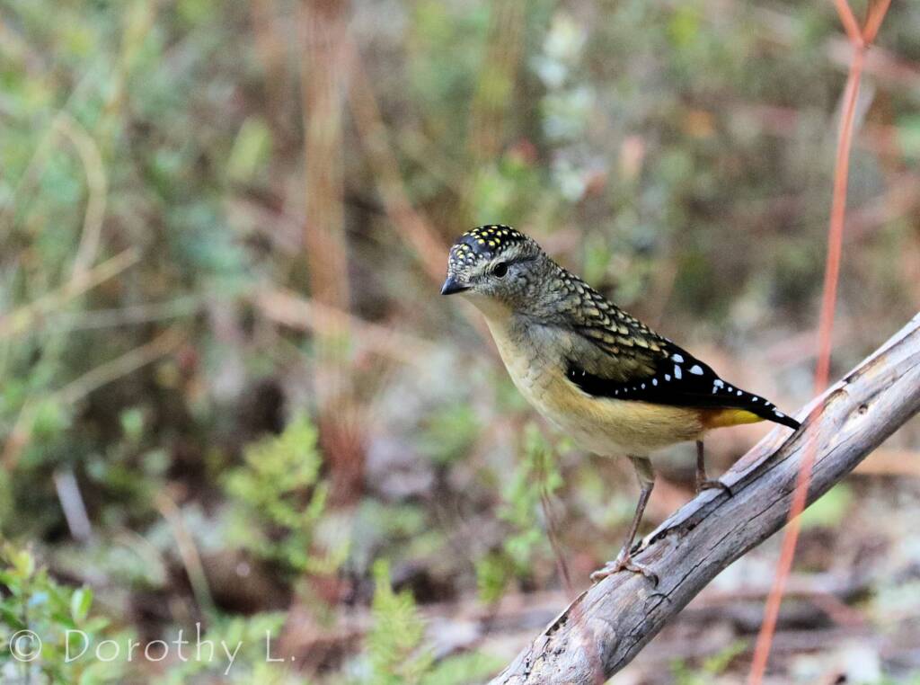 Spotted Pardalote (Pardalotus punctatus)