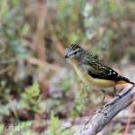 Spotted Pardalote (Pardalotus punctatus)