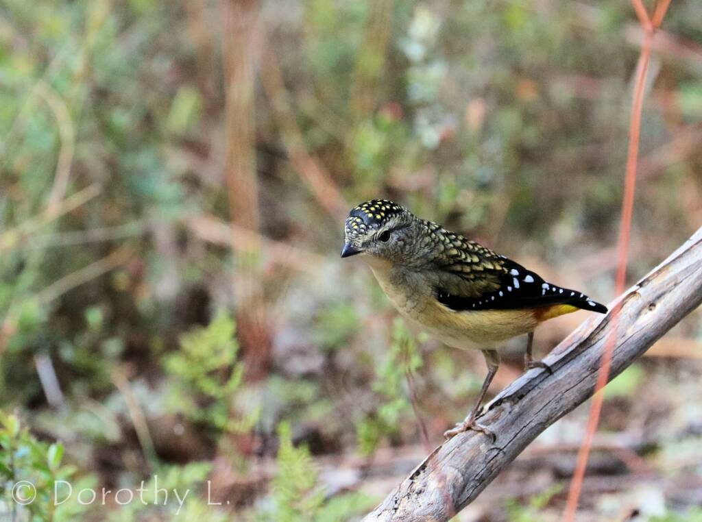 Spotted Pardalote (Pardalotus punctatus)