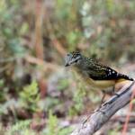 Spotted Pardalote (Pardalotus punctatus)