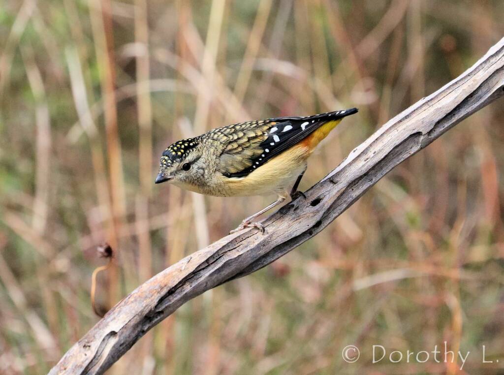 Spotted Pardalote (Pardalotus punctatus)