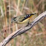 Spotted Pardalote (Pardalotus punctatus)