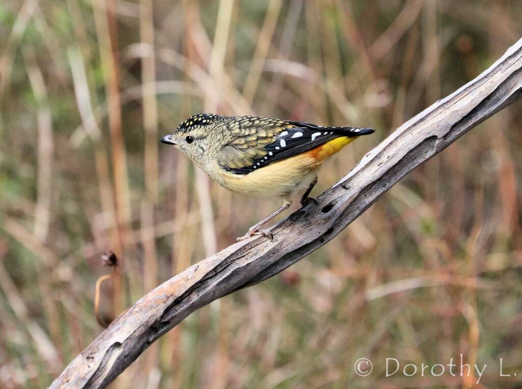 Spotted Pardalote (Pardalotus punctatus)