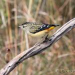 Spotted Pardalote (Pardalotus punctatus)