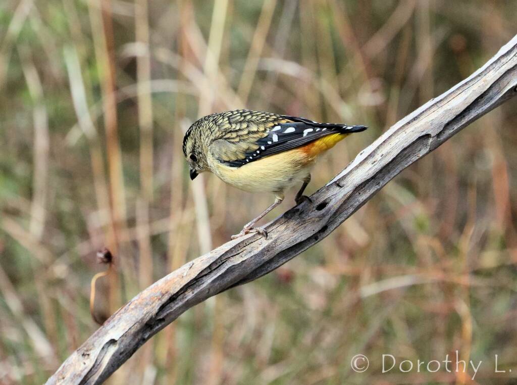 Spotted Pardalote (Pardalotus punctatus)