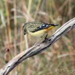Spotted Pardalote (Pardalotus punctatus)
