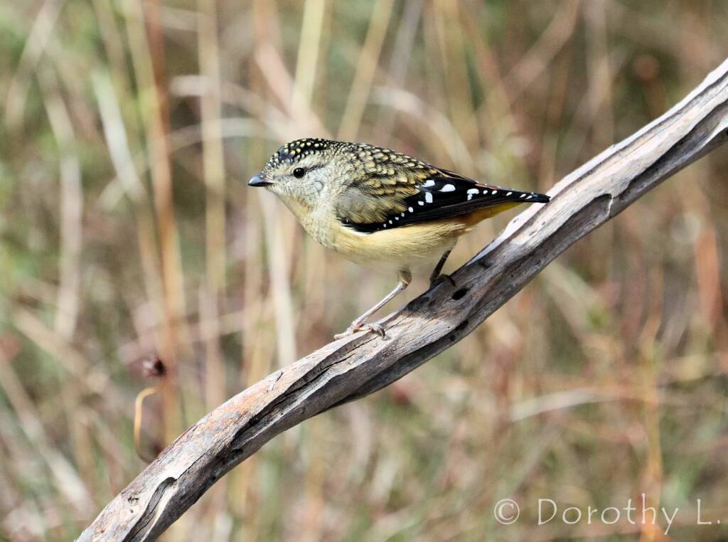 Spotted Pardalote (Pardalotus punctatus)