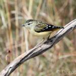 Spotted Pardalote (Pardalotus punctatus)