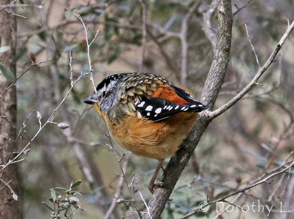 Spotted Pardalote (Pardalotus punctatus)
