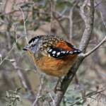 Spotted Pardalote (Pardalotus punctatus)