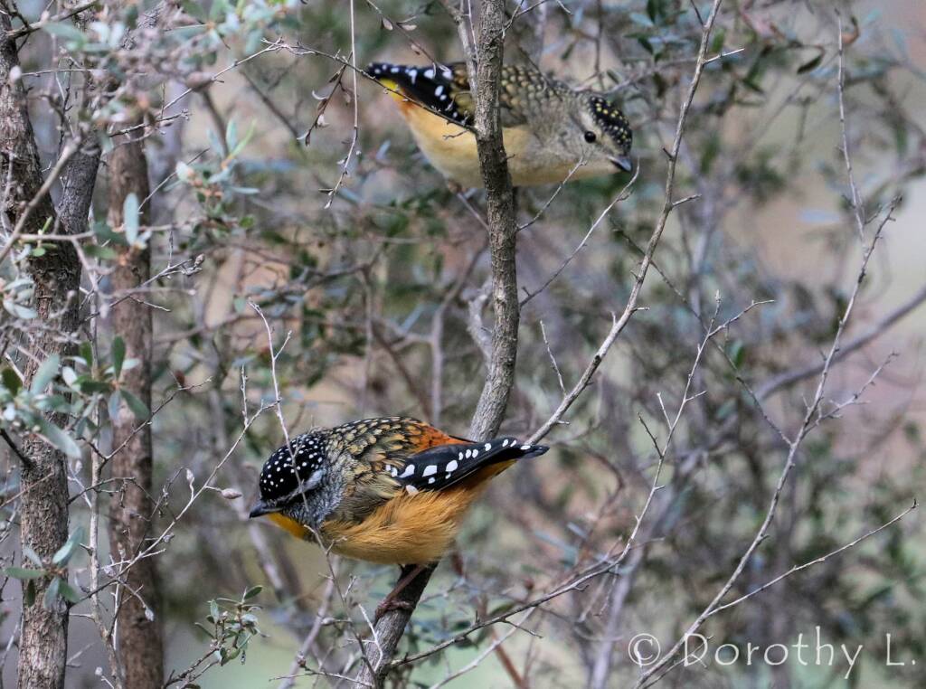 Spotted Pardalote (Pardalotus punctatus)