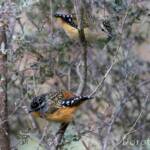 Spotted Pardalote (Pardalotus punctatus)