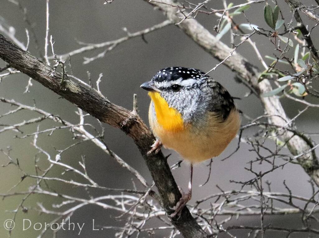 Spotted Pardalote (Pardalotus punctatus)