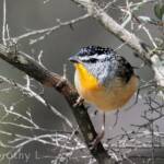 Spotted Pardalote (Pardalotus punctatus)