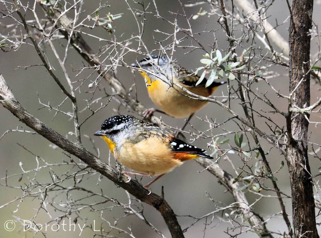 Spotted Pardalote (Pardalotus punctatus)