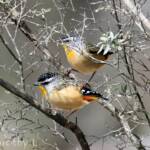 Spotted Pardalote (Pardalotus punctatus)