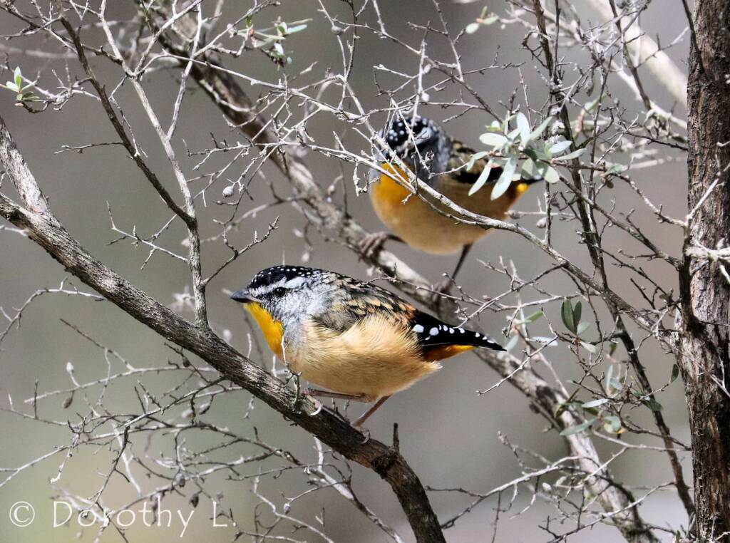Spotted Pardalote (Pardalotus punctatus)