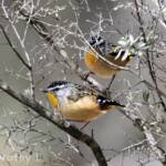 Spotted Pardalote (Pardalotus punctatus)