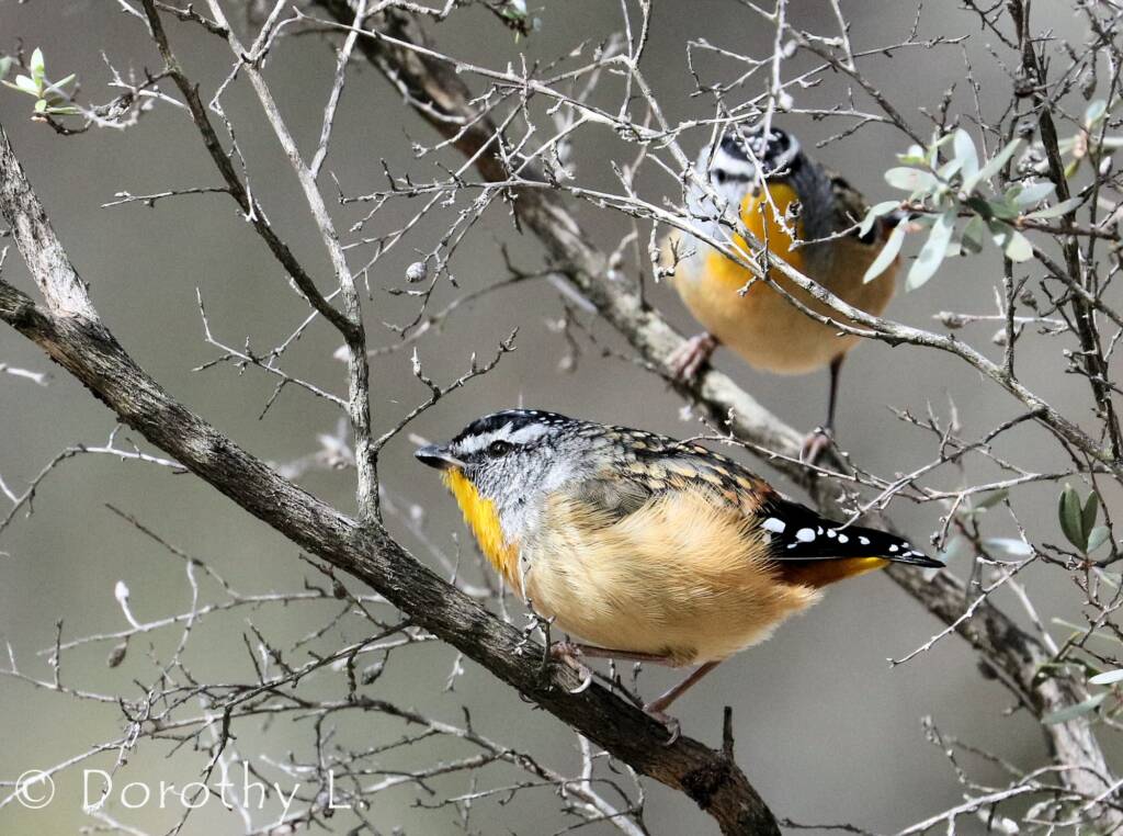 Spotted Pardalote (Pardalotus punctatus)