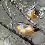 Spotted Pardalote (Pardalotus punctatus)