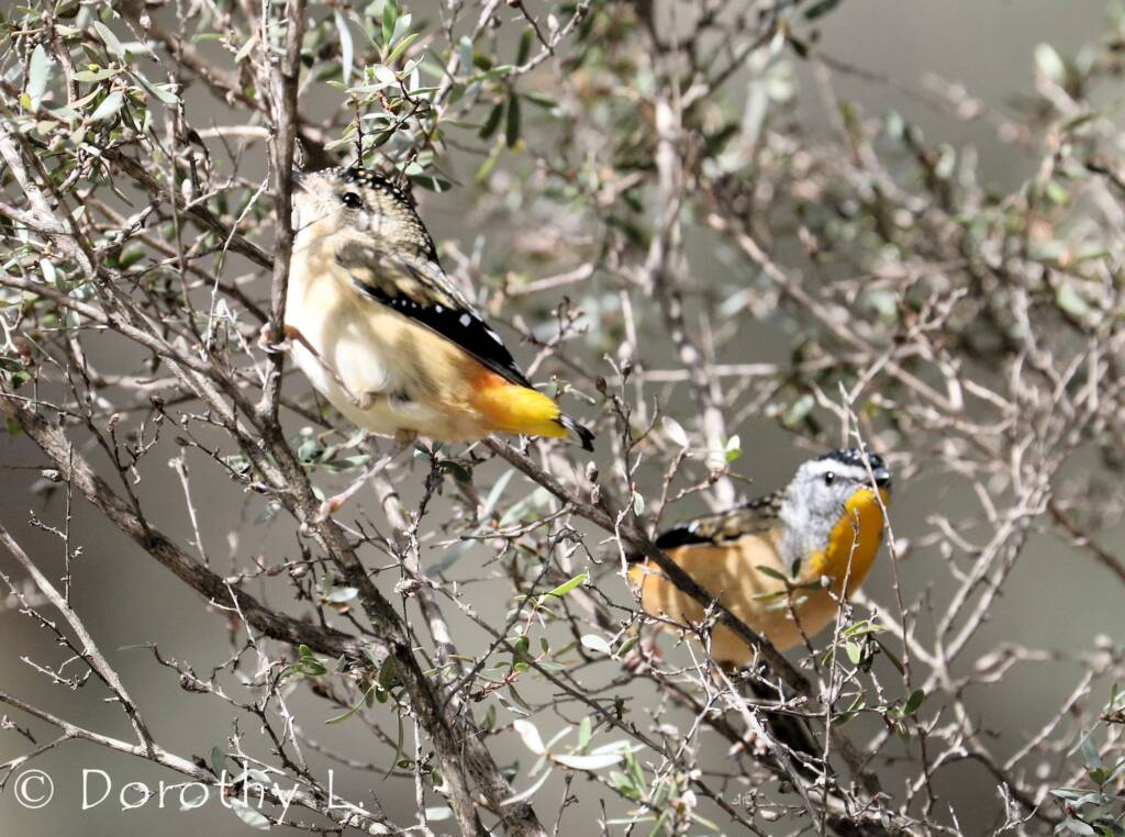 Spotted Pardalote (Pardalotus punctatus)