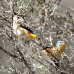 Spotted Pardalote (Pardalotus punctatus)