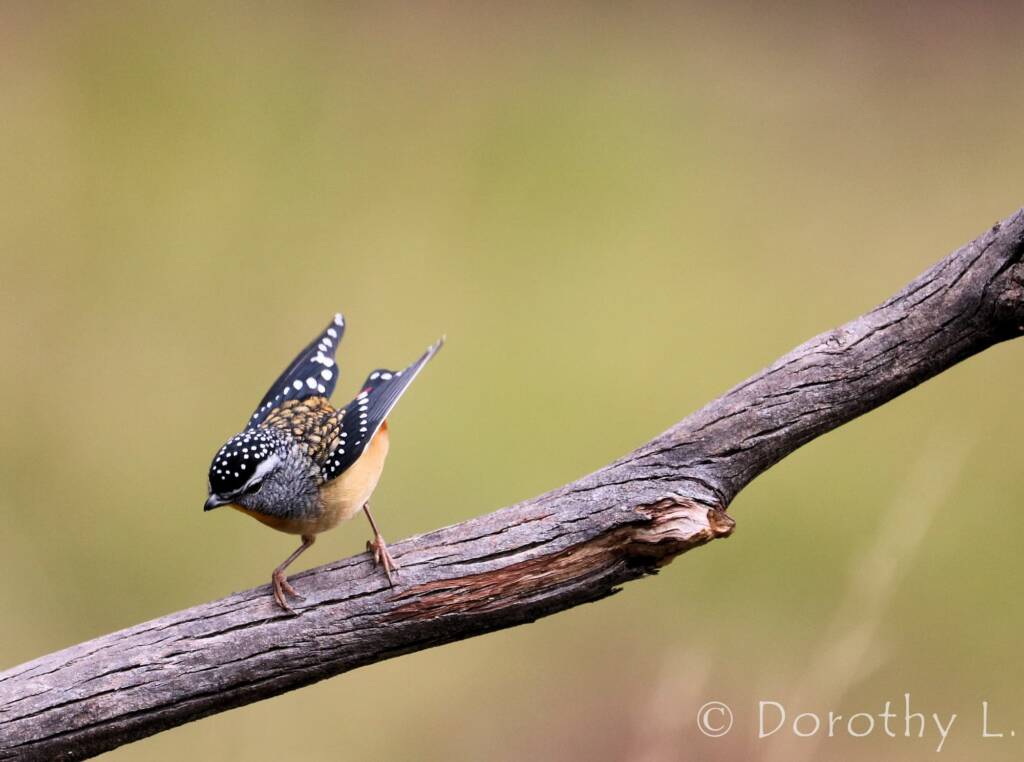 Spotted Pardalote (Pardalotus punctatus)