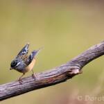 Spotted Pardalote (Pardalotus punctatus)
