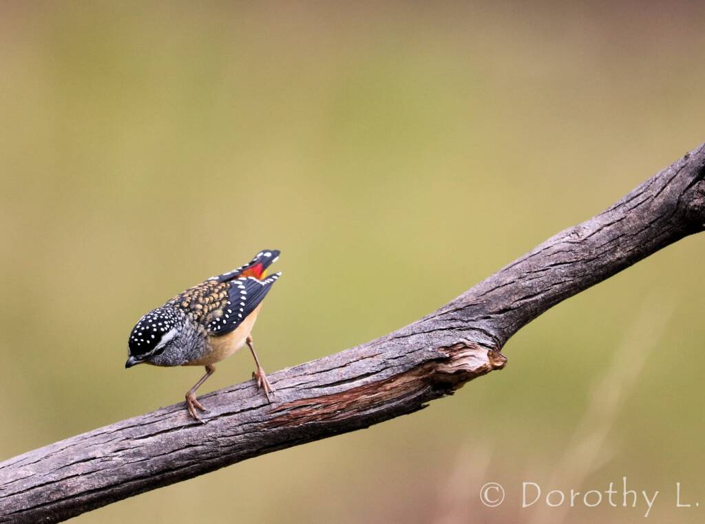 Spotted Pardalote (Pardalotus punctatus)