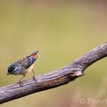 Spotted Pardalote (Pardalotus punctatus)