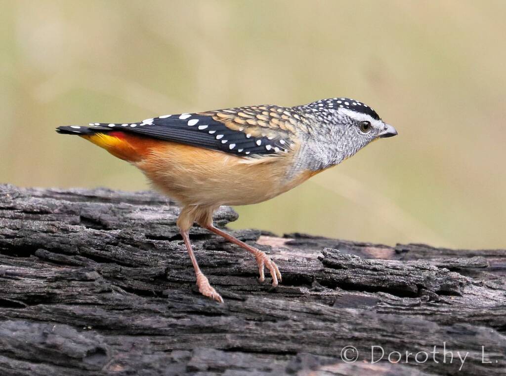 Spotted Pardalote (Pardalotus punctatus)