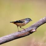 Spotted Pardalote (Pardalotus punctatus)