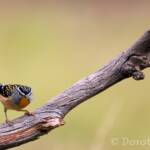 Spotted Pardalote (Pardalotus punctatus)