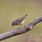 Spotted Pardalote (Pardalotus punctatus)
