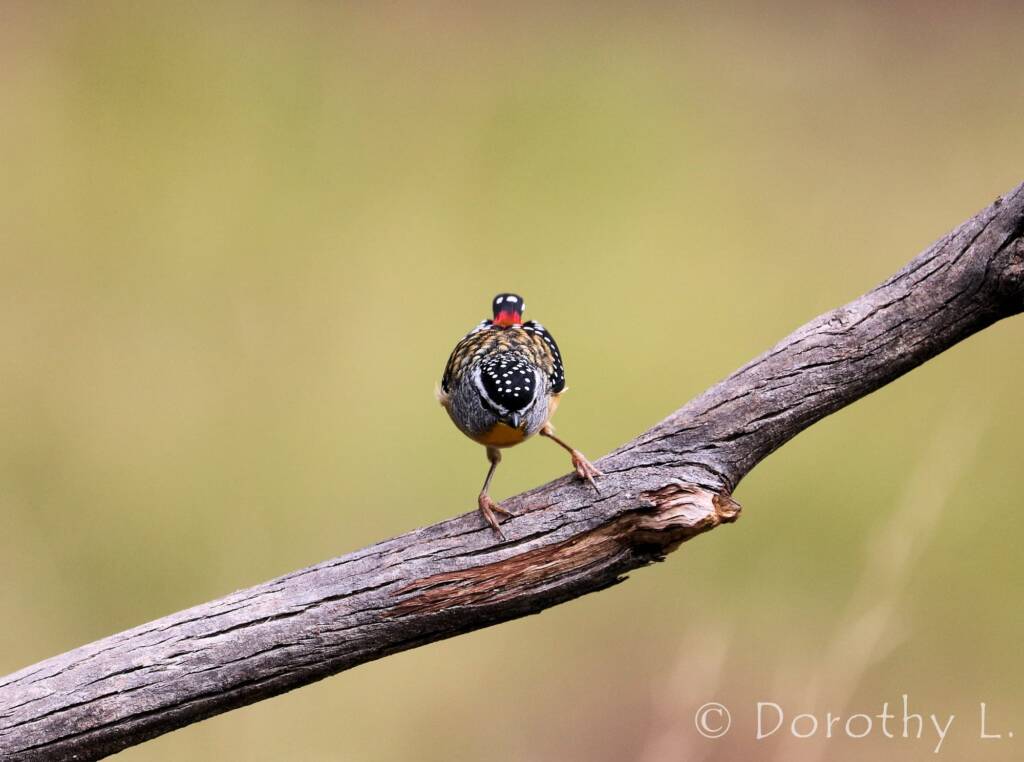 Spotted Pardalote (Pardalotus punctatus)