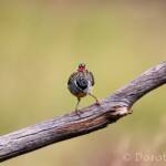 Spotted Pardalote (Pardalotus punctatus)