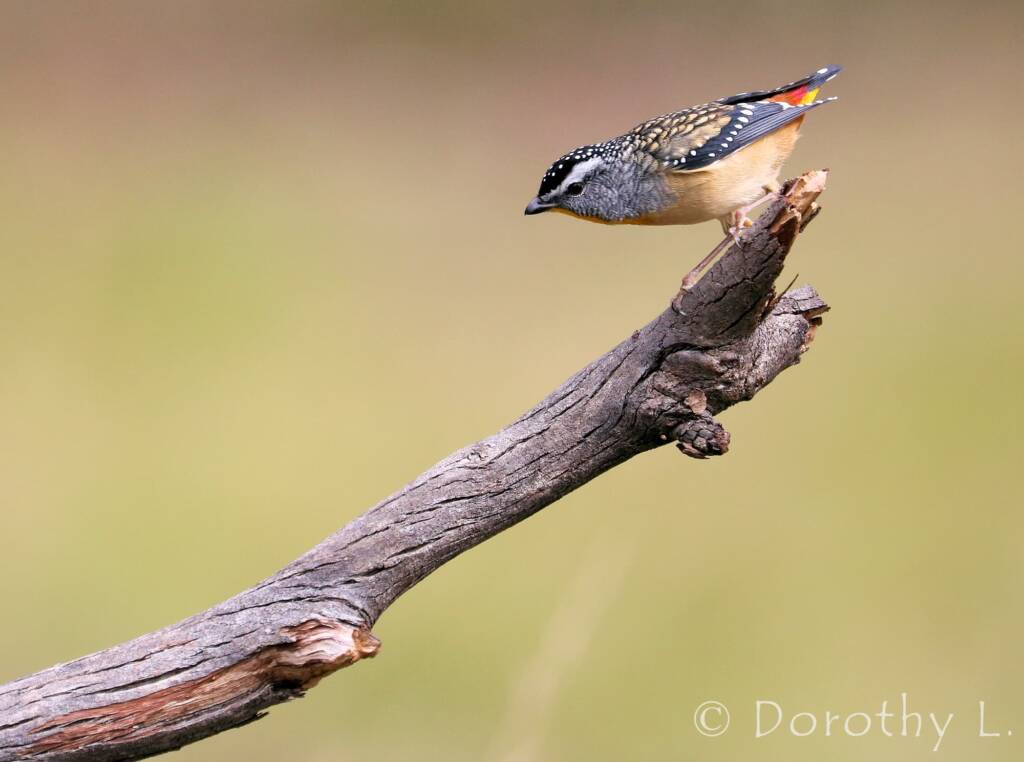Spotted Pardalote (Pardalotus punctatus)