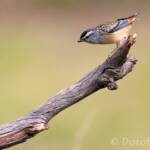 Spotted Pardalote (Pardalotus punctatus)