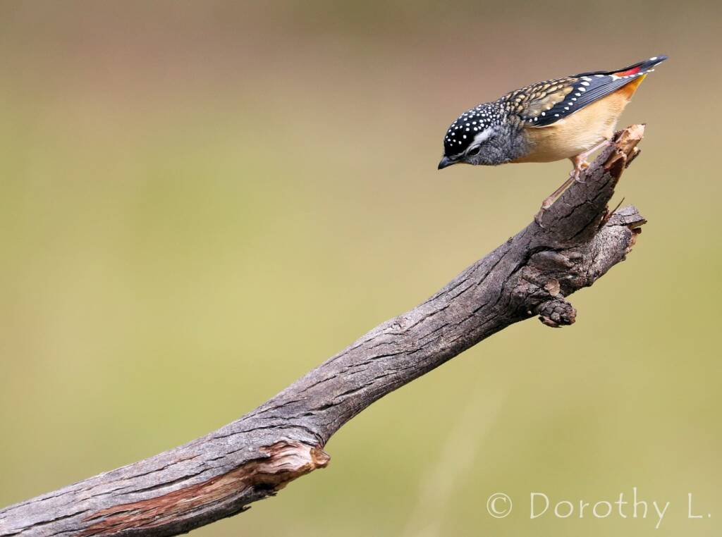 Spotted Pardalote (Pardalotus punctatus)