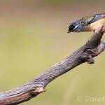 Spotted Pardalote (Pardalotus punctatus)