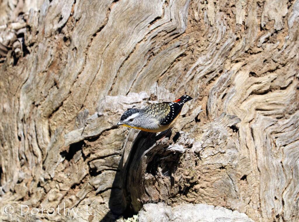 Spotted Pardalote (Pardalotus punctatus)