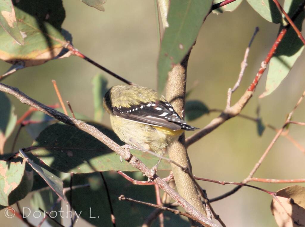 Spotted Pardalote (Pardalotus punctatus)