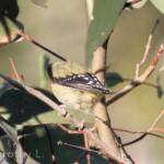 Spotted Pardalote (Pardalotus punctatus)