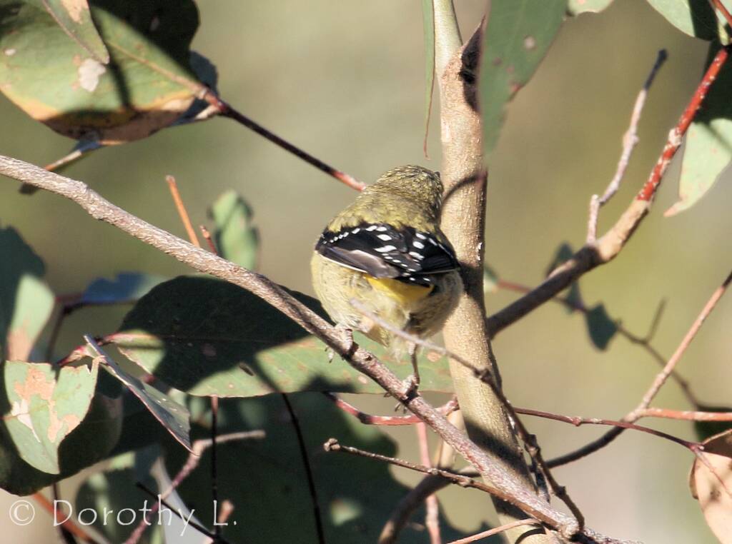 Spotted Pardalote (Pardalotus punctatus)