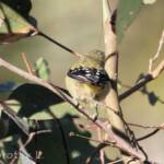 Spotted Pardalote (Pardalotus punctatus)